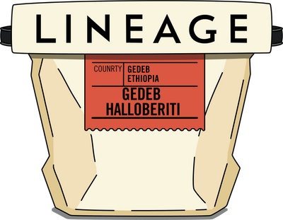 Ethiopia, Gedeb Halloberiti