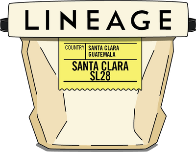 Guatemala, Santa Clara – SL28